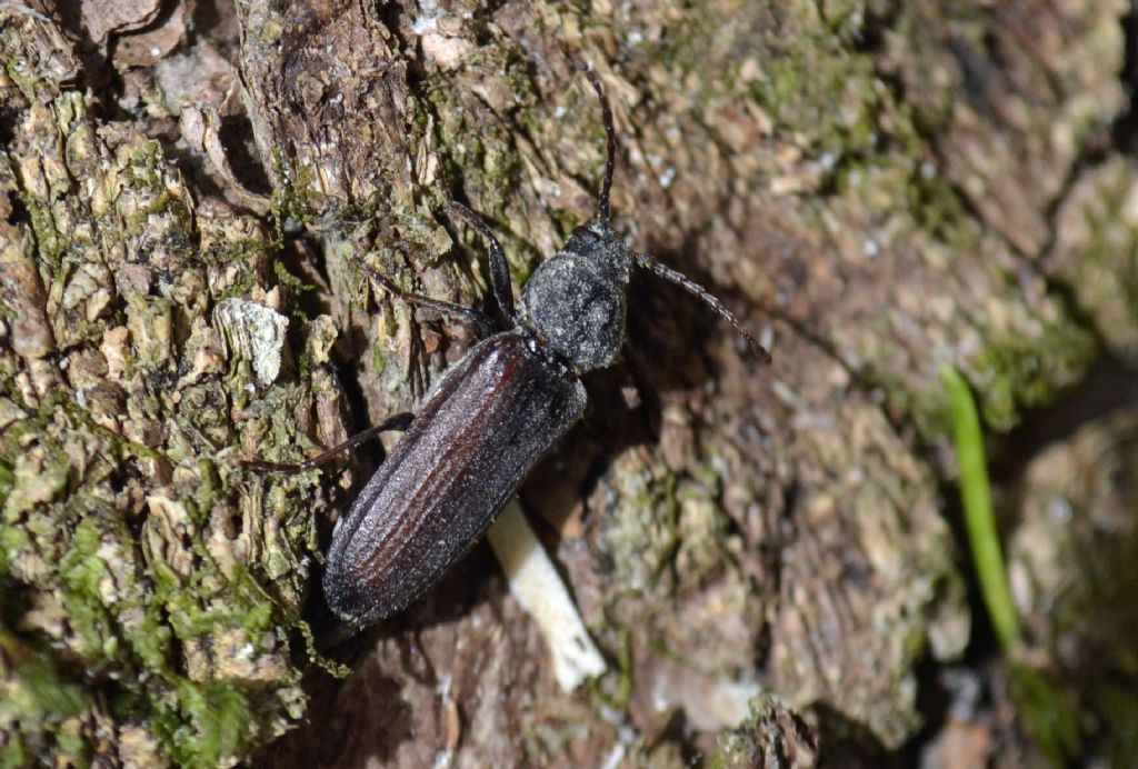 Cerambycidae: Tetropium castaneum?  No, Asemum striatum